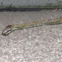 Japanese Rat Snake