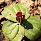 Toadshade Trillium