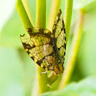 Net-winged Planthopper