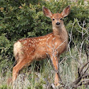 Mule Deer (Fawn)