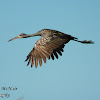 Limpkin