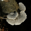 Multicolor Gilled Polypore