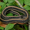 Eastern Garter Snake