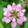 Crown Vetch