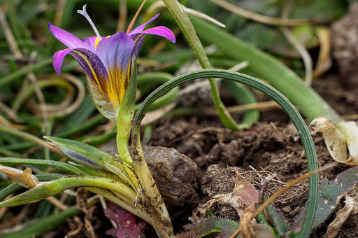 Romulea bulbocodium