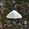 Tussock Moth