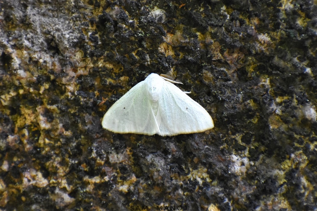 Tussock Moth