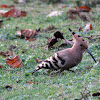 Hoopoe