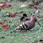 Hoopoe