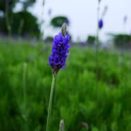 花露農場 Flower Home