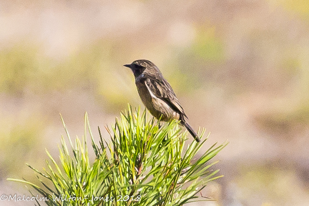 Stonechat