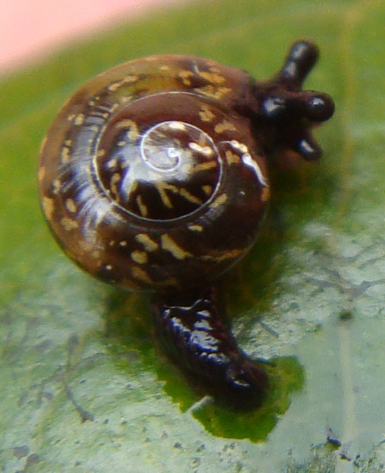 unidentified land snail