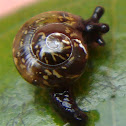 unidentified land snail