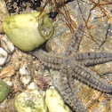 Spiny  starfish