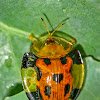 Orange Tortoise Beetle