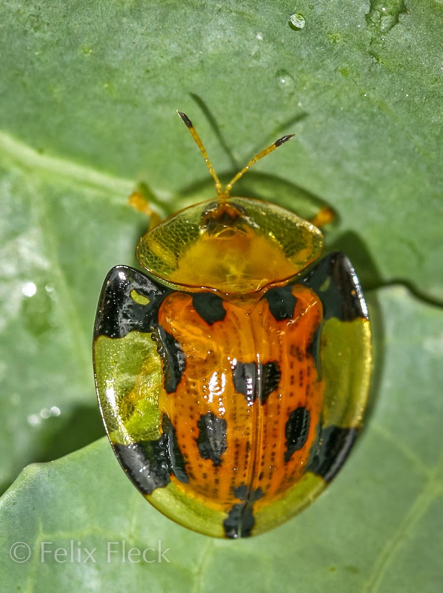 Orange Tortoise Beetle