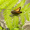 Hobomok skipper