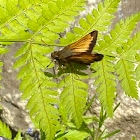 Hobomok skipper