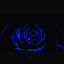 Blue Rose Wallpapers New Tab Theme