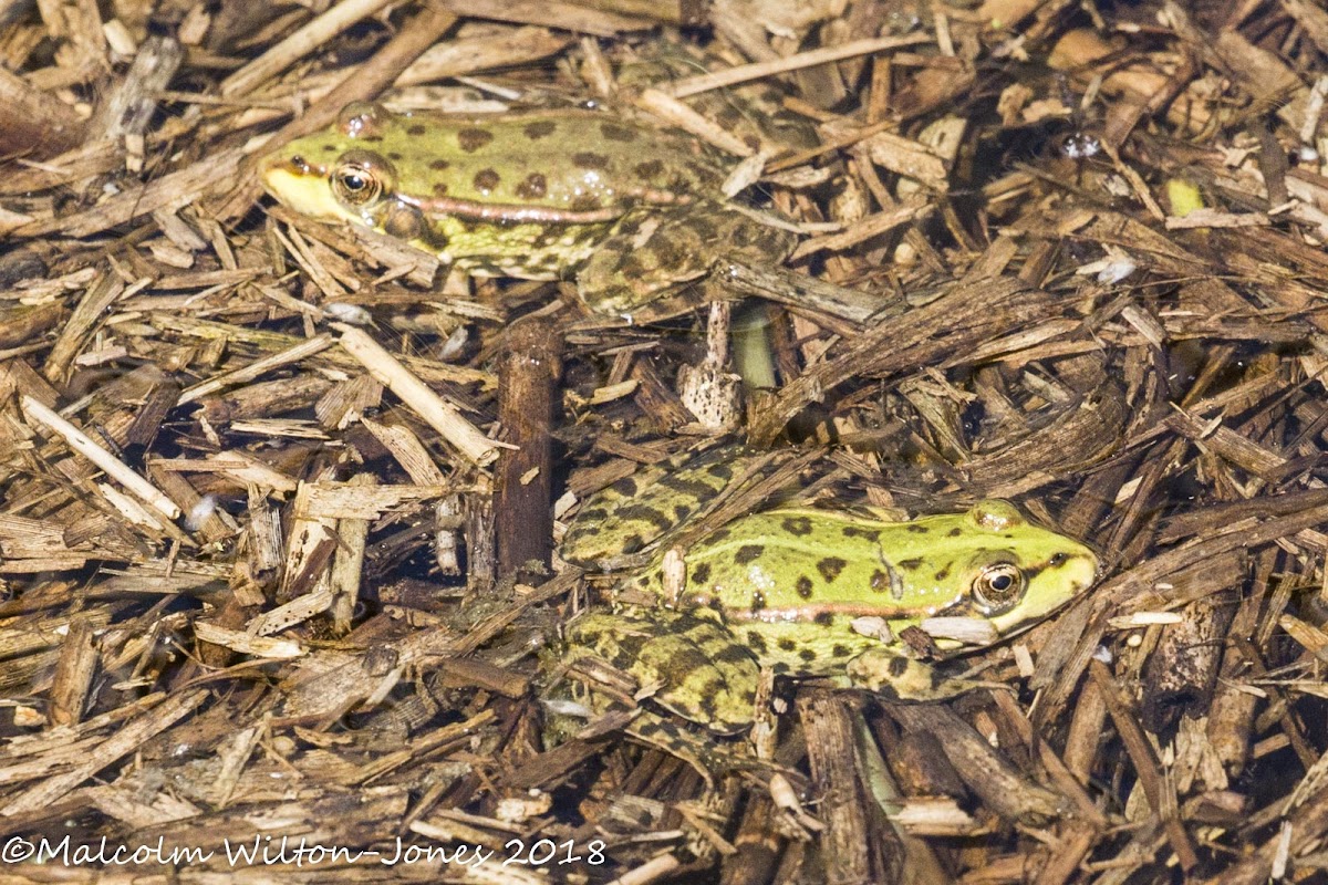 Marsh Frog