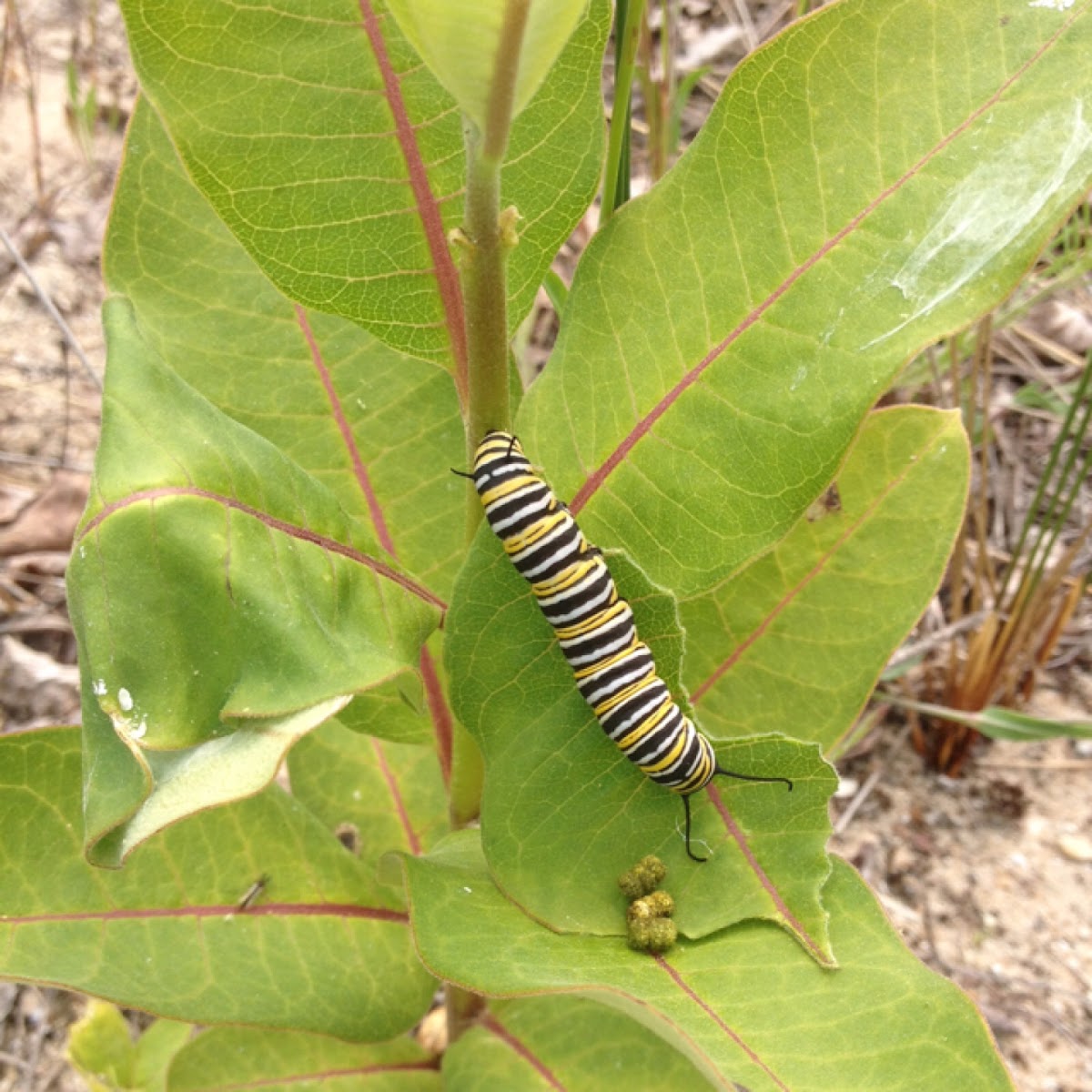 Monarch Butterfly