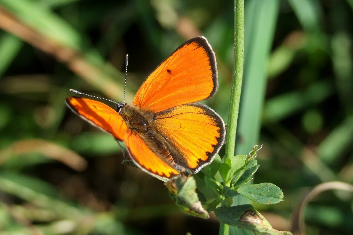 Large copper_male