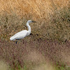 Little egret