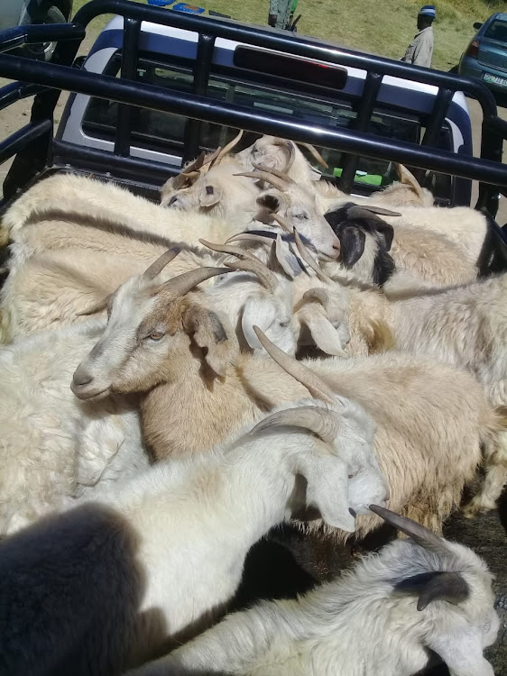 Eastern Cape police have seized 41 goats during a search operation in the Alfred Nzo District.