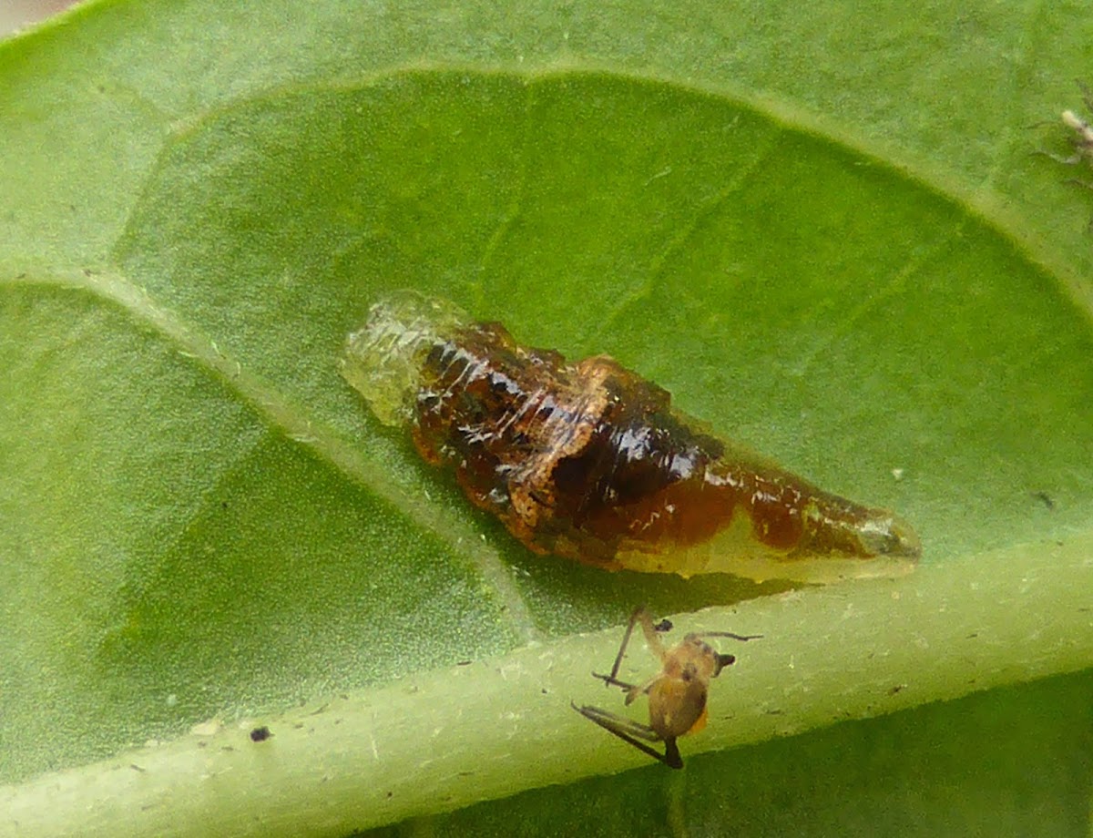 Syrphid Fly Larva