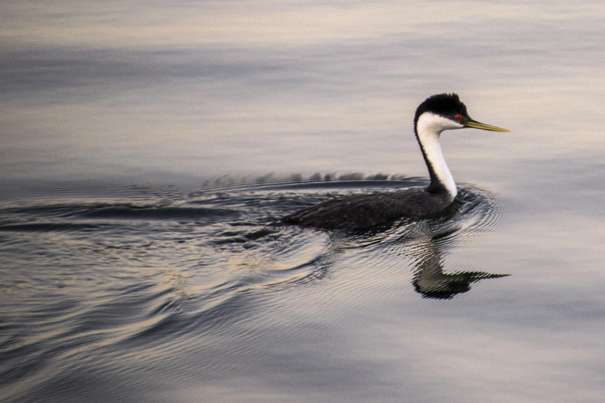 Western Grebe