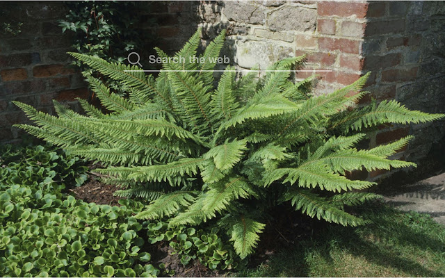 Ferns HD Wallpapers Garden Theme