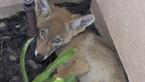 Coyote Pups, A Red-Shouldered Hawk and A Snowy Egret thumbnail