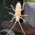 Sawyer Beetle