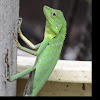 Green Crested Lizard