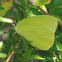 Large Orange Sulphur