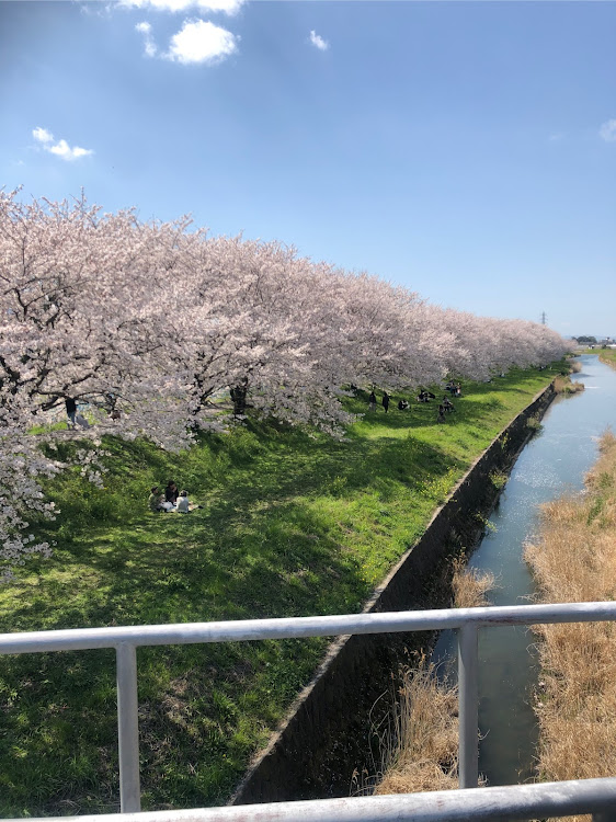 エッセの桜と愛車・エッセ・桜ライトアップ・桜・花見て飲みたい💦に関するカスタム事例の投稿画像2枚目