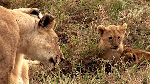 African Savanna Babies thumbnail