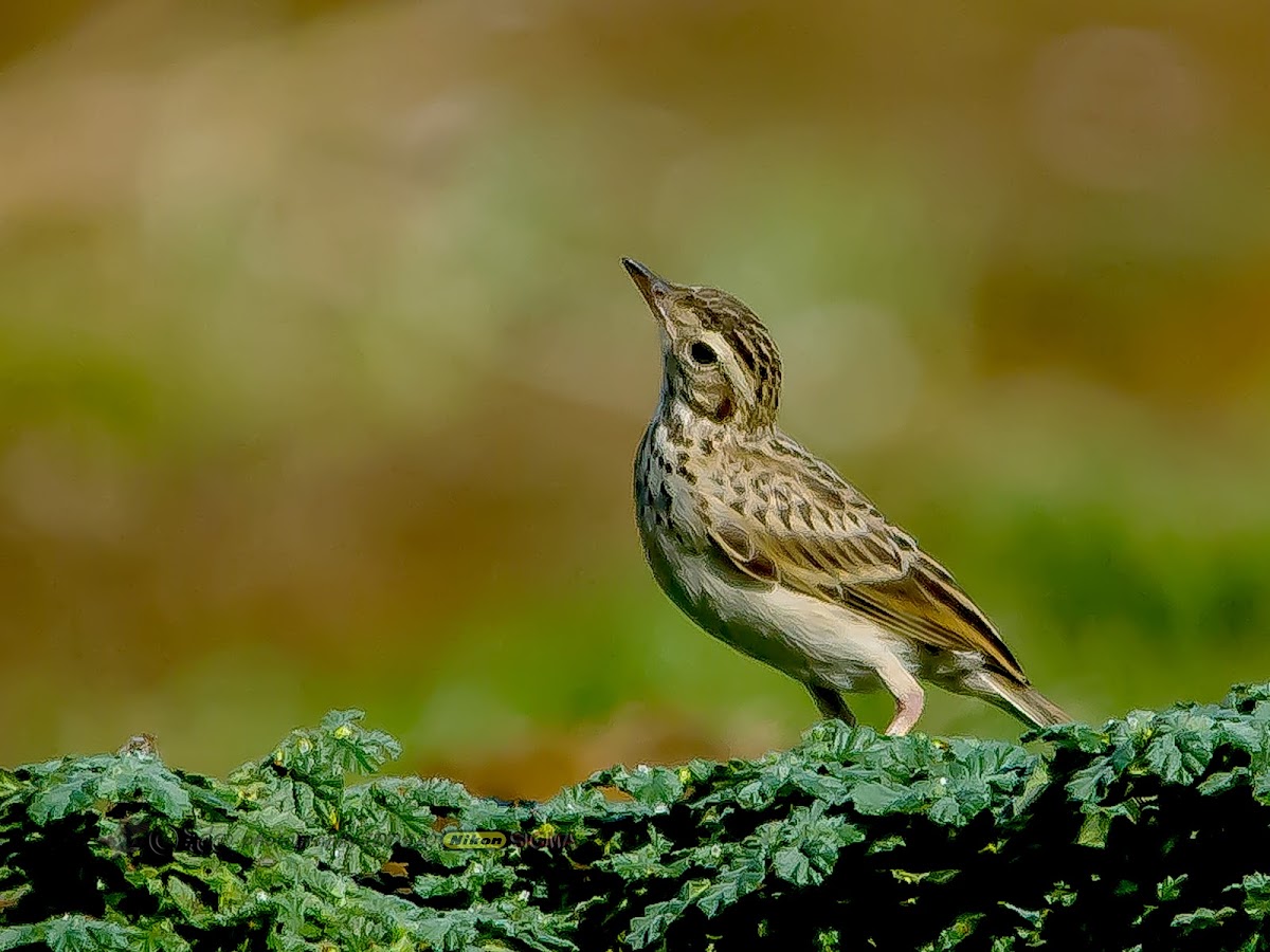 PADDYFIELD PIPIT