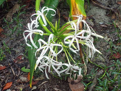 Crinum sp.