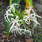 Crinum sp.