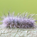 Delicate Cycnia Caterpillar