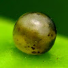 Common Jay Butterfly Egg