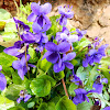 Dog Violet