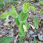 Perfoliate Bellwort