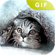 Funny Kitty GIF Collection 1.0 Icon