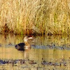 Pied-billed Grebe