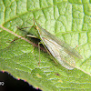 Dictyopharid Planthopper