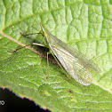 Dictyopharid Planthopper