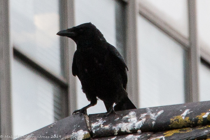 Carrion Crow