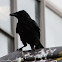 Carrion Crow